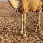 لبيع قعود رماني