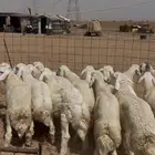 حري جده ذبايح ثلاجه يوجد صلخ توصيل بااقل الاسعار