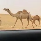 العشرا الشعلا الكفو
