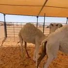 قعود قصب العمر خمسه ست شهور