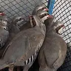 شنير للبيع