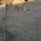 ثنيه والد نعيمه