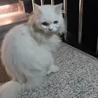 بسه فرنسي للبيع الموقع محايل