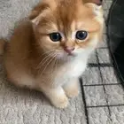 سكوتش مستوى عالي
