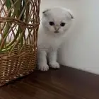 قط للبيع سكوتشي ع السوم