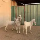 مطوره دافع ( تم البيع )