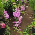 نباتات الزينة والعطريات والزهور   نجران