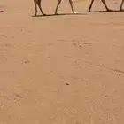 البيع بكره وضحى كفوو
