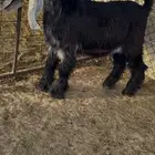 تيس مشروع فحل عارضي معرف