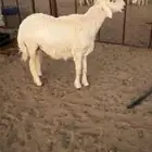 مشروع فحل حري فاخر عمره 7 شهور