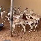 الريم