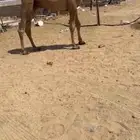 قعود باتلي