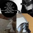 احصان برزان بي ام واهو عمروه 3ونصف وطرب بالركوب وكرزما