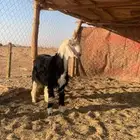 جذع نجدي (صنف) مشروع فحل