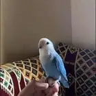 روز ازرق
