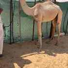 هجن