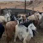 معزا مراح