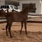 مهره واهو ( تم البيع )