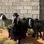 تيس فحل للبيع