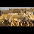 رخال حريات نوادر للبيع