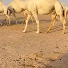 بعير علياني