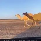 للبيع الناقه العفراء