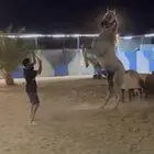 حصان