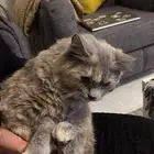 قطه شيرازي للتبني