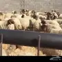 غنم نعيم للبيع مطافيل ودفع