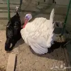 ديك ودجاجة رومي للبيع