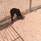دواغير