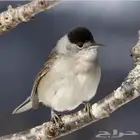 عصفور التين شرط