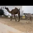 خلفه جذعه صفرا