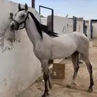 حصان طيب