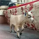 جوز ماعز قزم بعمر شهر