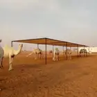 لبيع-مضلات الحلال-الأبل-غنم-تضليل سياره-