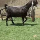 عنز هولندية دافع حاصب