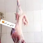 ذبايح طليان حريه متوفره لجميع المناسبات زواجات عقايق صدقات