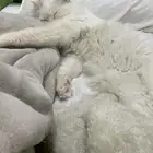 قطة للتزاوج