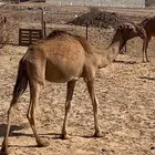 قعود اصفر