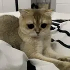 قط ضايع