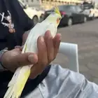 كروان لاتينو كوكتيل عيون ح مر نهاية غر