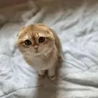 لتزاوج سكوتش تربل فولد مستوى عالي يوجد دفع اقساط تابي وتمارا