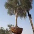 نخل واشجار وتركيب شبوك