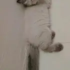 صبياوضواحيهاللبيع قطط همالياالعمرثلاث شهور متعلمةللتربوكس
