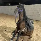 حصان شعبي للبيع