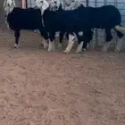 بهم نجدي( تم البيع)