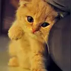 فندقة قطط للتواصل خاص