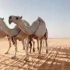 الذود الكفو جدا