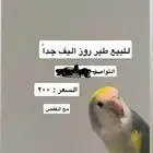 طير للبيع